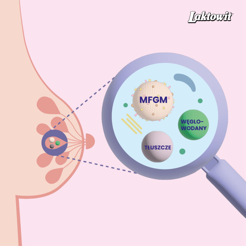 MFGM | tłuszcz mleczny bogaty w fosfolipidy, gangliozydy i cholesterol