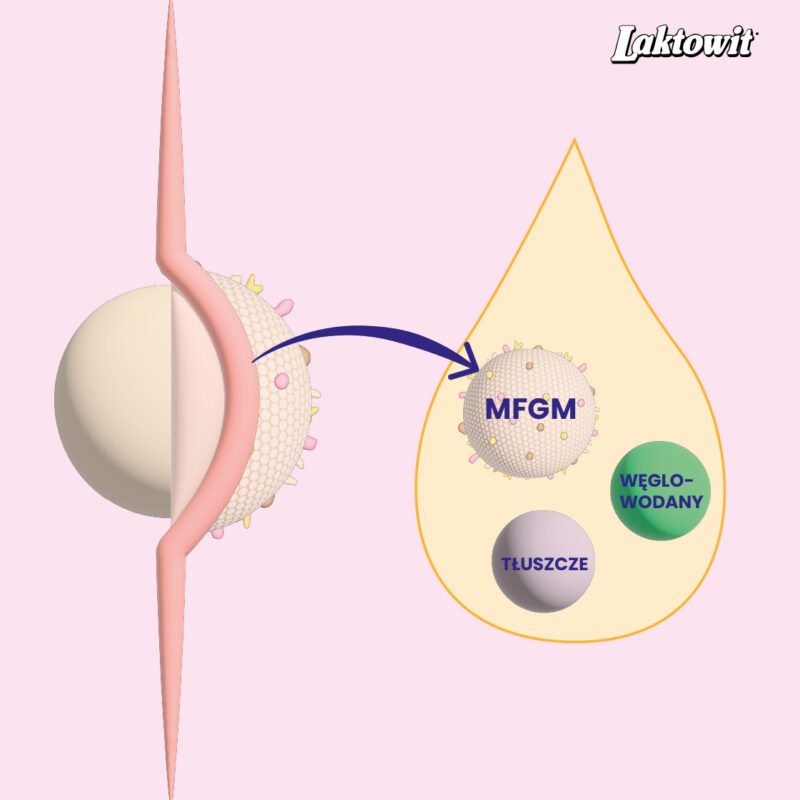 MFGM | tłuszcz mleczny bogaty w fosfolipidy, gangliozydy i cholesterol