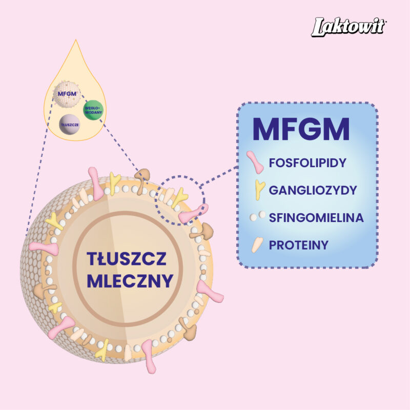 MFGM | tłuszcz mleczny bogaty w fosfolipidy, gangliozydy i cholesterol
